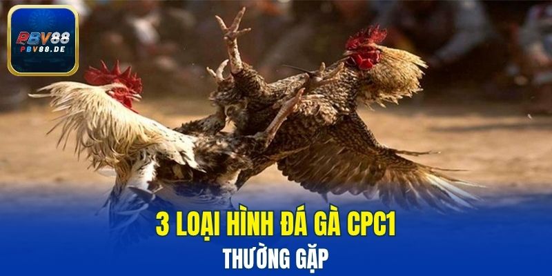 3 loại hình đá gà CPC1 thường gặp