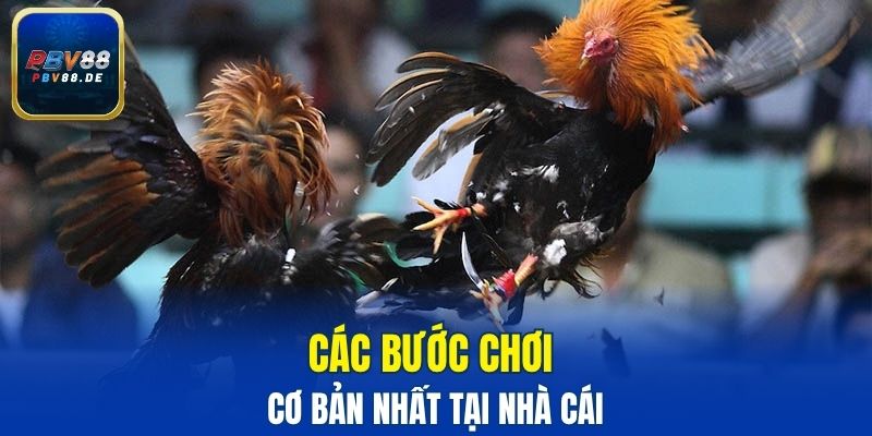 Các bước chơi cơ bản nhất tại nhà cái