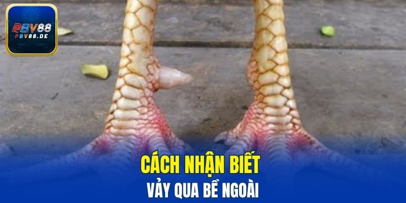 Cách nhận biết vảy qua bề ngoài
