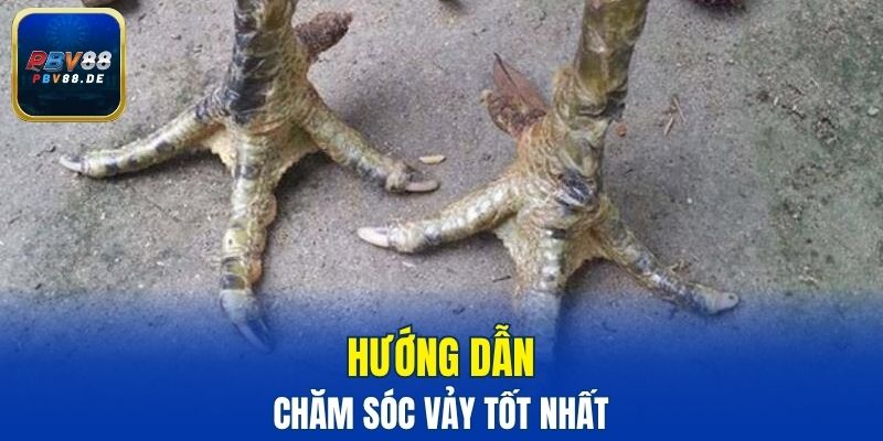 Hướng dẫn chăm sóc vảy tốt nhất