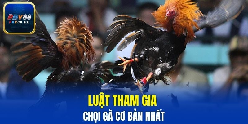 Luật tham gia chọi gà cơ bản nhất