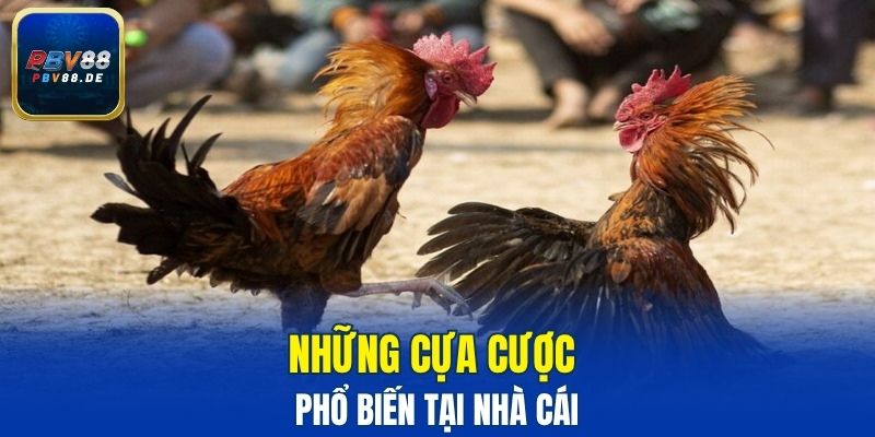 Những cựa cược phổ biến tại nhà cái