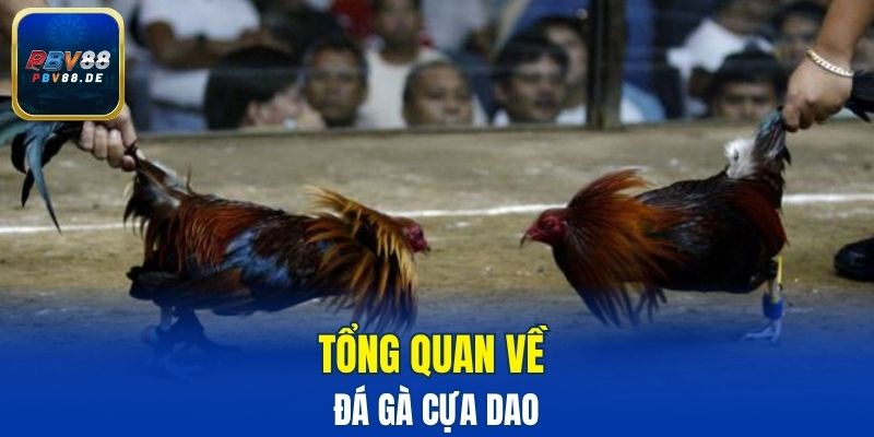 Tổng quan về đá gà cựa dao