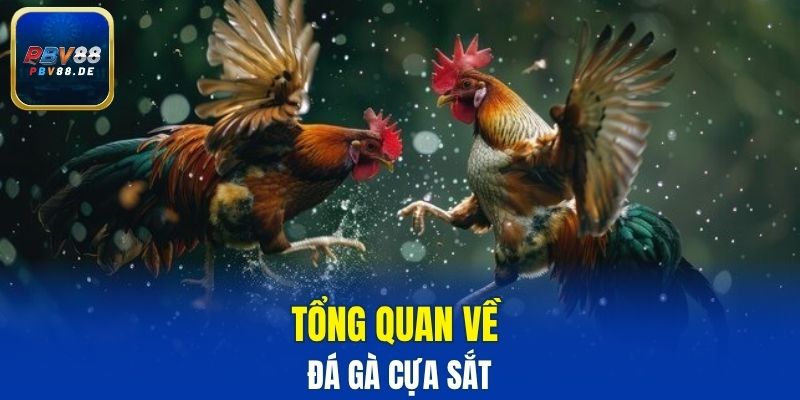 Tổng quan về đá gà cựa sắt
