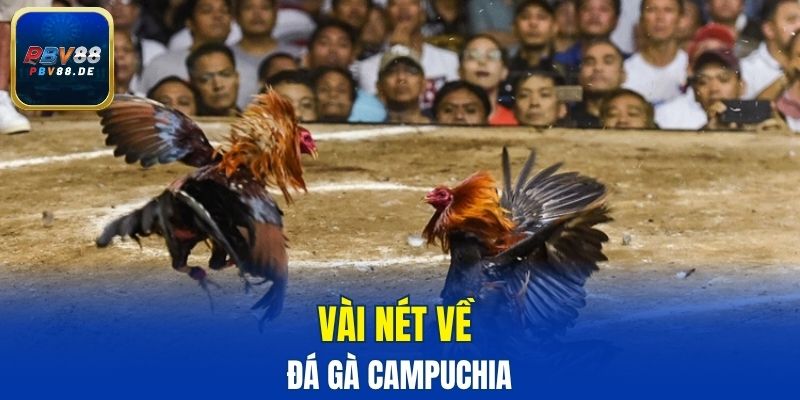 Vài nét về đá gà Campuchia