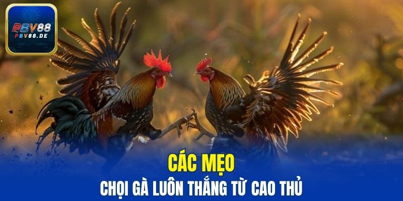 Các mẹo chọi gà luôn thắng từ cao thủ