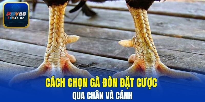 Cách chọn gà đòn đặt cược qua chân và cánh
