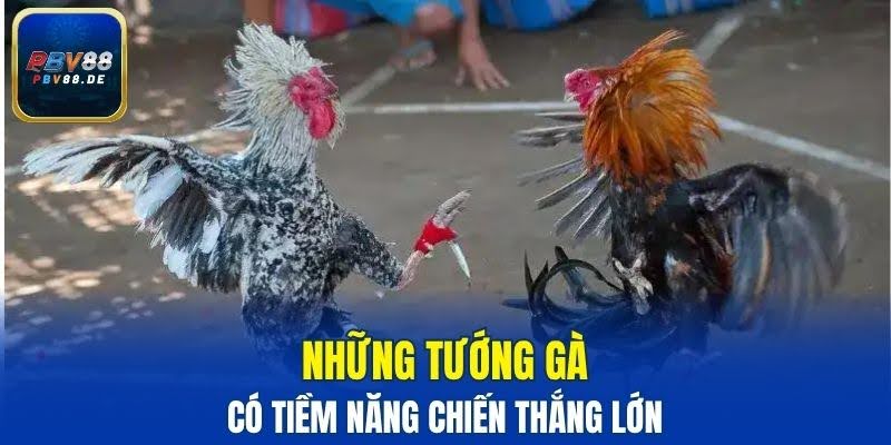 Top tướng kê sở hữu tiềm năng chiến thắng lớn