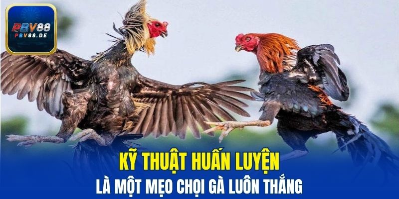 Kỹ thuật huấn luyện là một mẹo chọi gà luôn thắng