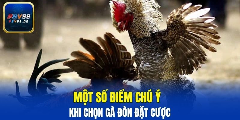 Một số điểm chú ý khi chọn gà đòn đặt cược