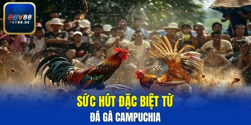 Sức hút đặc biệt từ đá gà Campuchia