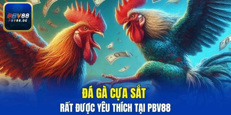 Tham gia chơi đá gà cửa sắt tại sảnh cược PBV88