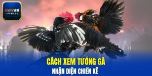 cách xem tướng gà