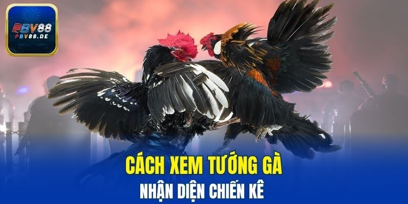 cách xem tướng gà