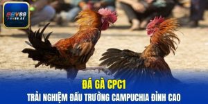 Đá gà CPC1