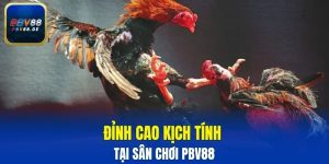 đá gà cựa sắt
