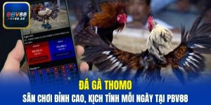Đá gà Thomo